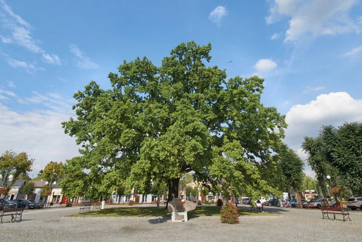 Plac Wolności w Głownie